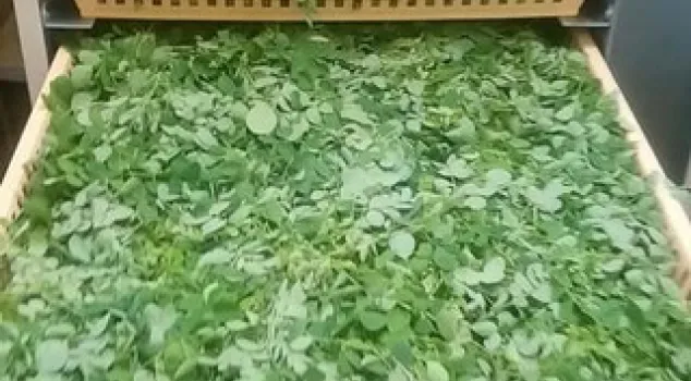 成分モリンガ100